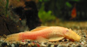 アルビノ・ブッシープレコ